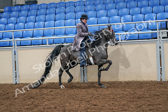 2020 - AB Morgan Horse - Sat, Sept 05 - 13982