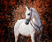 Arabians - 219