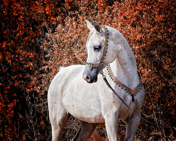 Arabians - 219