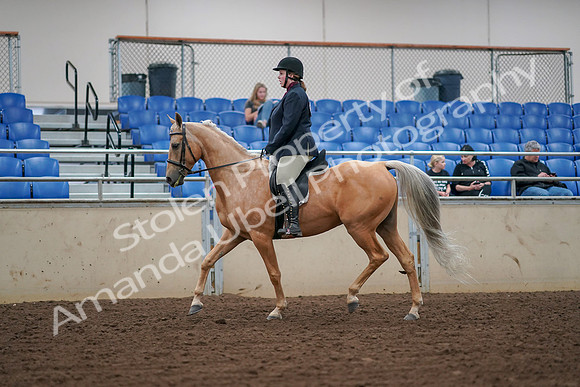 2019 Morgan Horse Show - Aug 30, 2019 - 16070