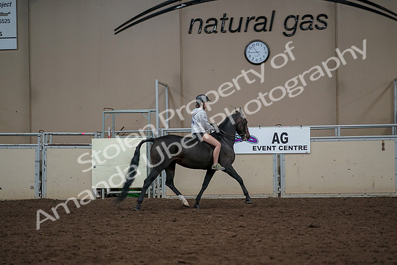 2019 Morgan Horse Show - Aug 30, 2019 - 31446