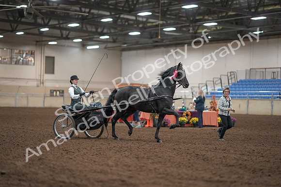 2019 Morgan Horse Show - Aug 31, 2019 - 04801
