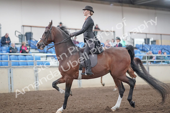 2019 Morgan Horse Show - Aug 31, 2019 - 08531