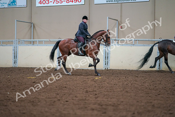 2019 Morgan Horse Show - Aug 30, 2019 - 20872