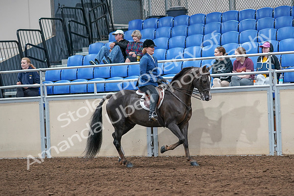 2020 - AB Morgan Horse - Sat, Sept 05 - 05083