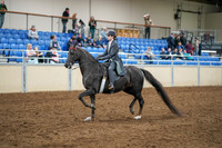 2020 - AB Morgan Horse - Sat, Sept 05 - 13572