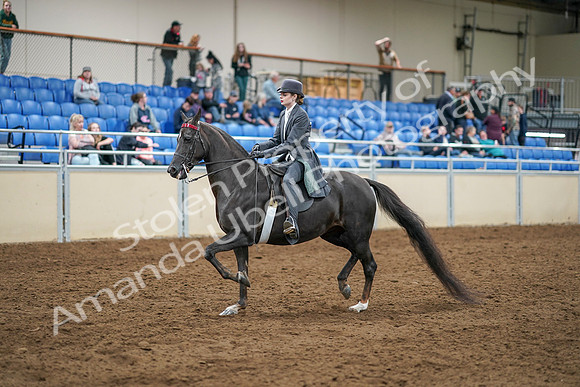 2020 - AB Morgan Horse - Sat, Sept 05 - 13572