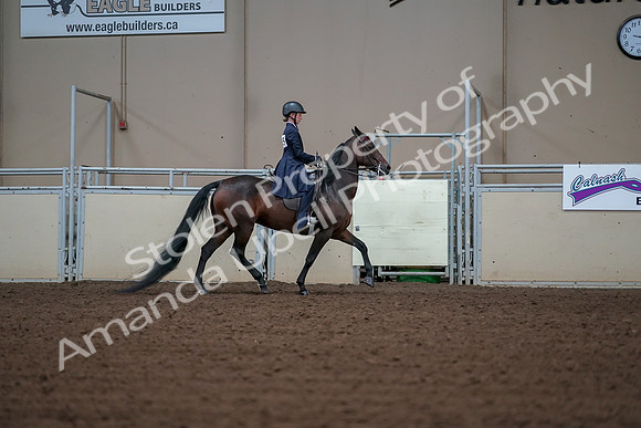 2019 Morgan Horse Show - Aug 30, 2019 - 18095