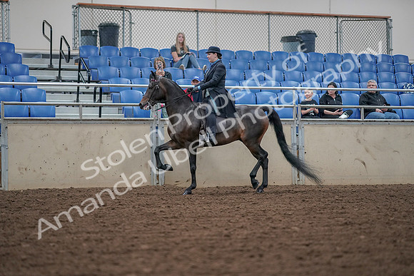 2019 Morgan Horse Show - Aug 30, 2019 - 15290