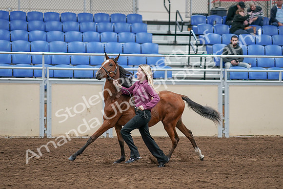 2020 - AB Morgan Horse - Sat, Sept 05 - 00547