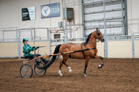 2020 - AB Morgan Horse - Sat, Sept 05 - 12447