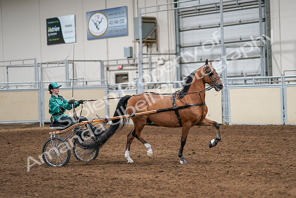 2020 - AB Morgan Horse - Sat, Sept 05 - 12447