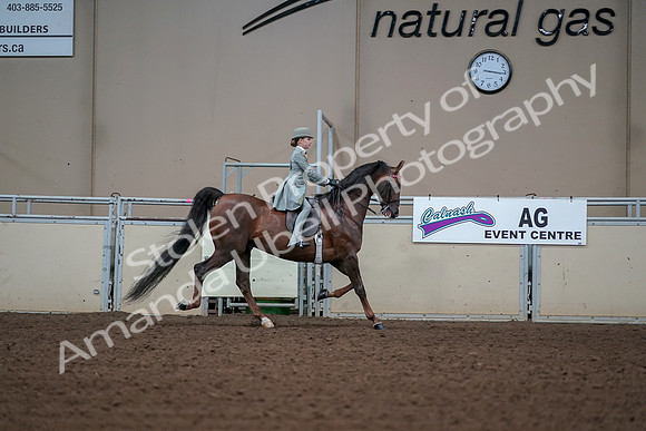 2019 Morgan Horse Show - Aug 30, 2019 - 17941