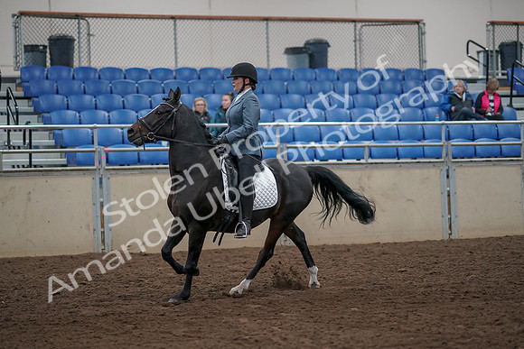 2019 Morgan Horse Show - Aug 31, 2019 - 07312