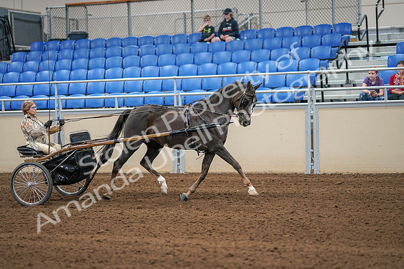 2020 - AB Morgan Horse - Sat, Sept 05 - 05946