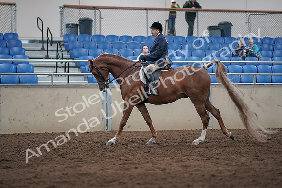 2019 Morgan Horse Show - Sept 01, 2019 - 08743