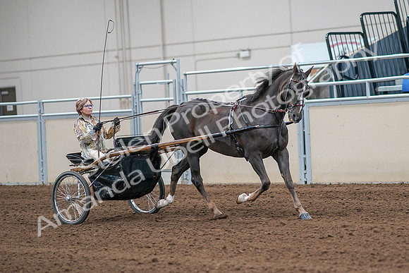 2020 - AB Morgan Horse - Sat, Sept 05 - 05933