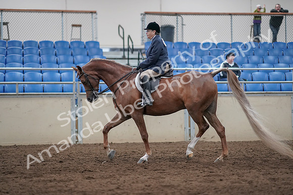 2019 Morgan Horse Show - Sept 01, 2019 - 08613