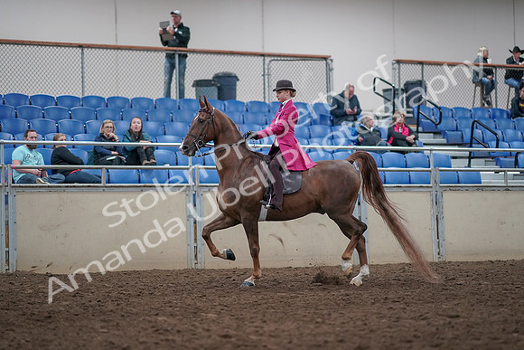 2019 Morgan Horse Show - Aug 31, 2019 - 08520