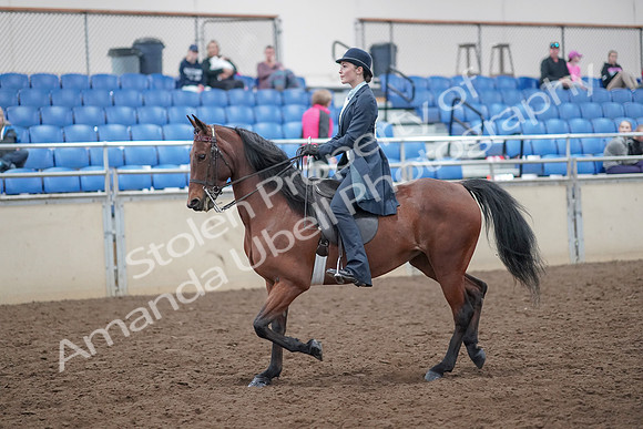 2019 Morgan Horse Show - Aug 31, 2019 - 18013