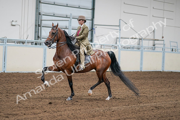 2020 - AB Morgan Horse - Sat, Sept 05 - 08075