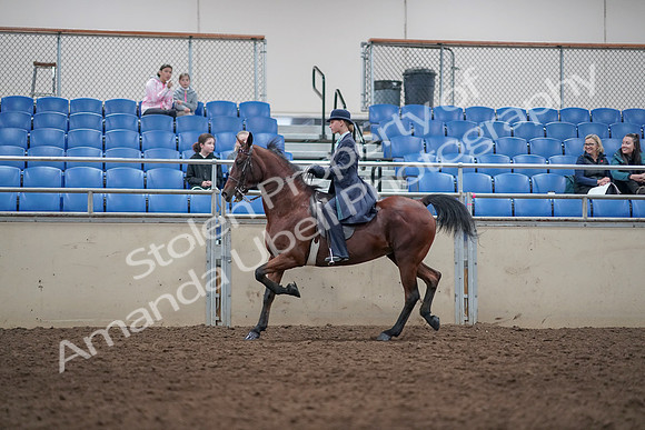 2019 Morgan Horse Show - Aug 31, 2019 - 09364