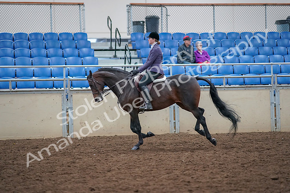 2019 Morgan Horse Show - Aug 30, 2019 - 20591