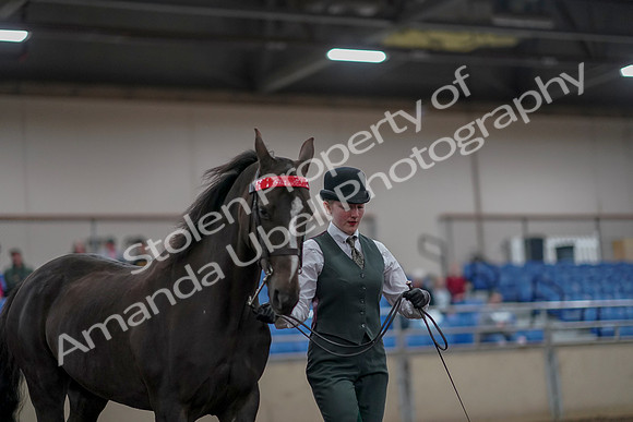 2019 Morgan Horse Show - Aug 31, 2019 - 02023