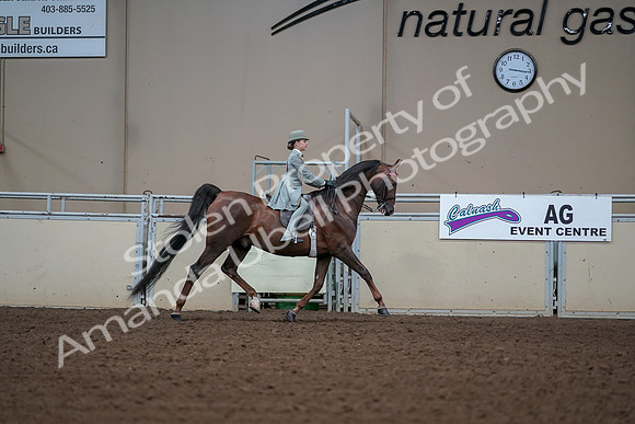 2019 Morgan Horse Show - Aug 30, 2019 - 17939