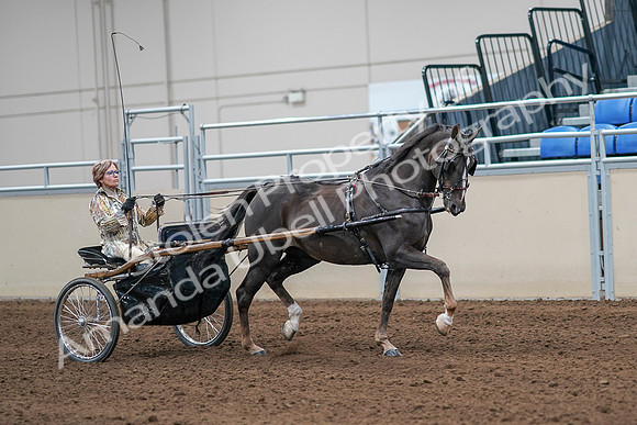 2020 - AB Morgan Horse - Sat, Sept 05 - 05936