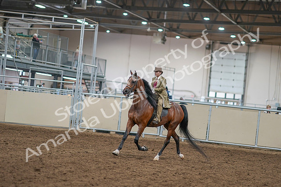 2020 - AB Morgan Horse - Sat, Sept 05 - 07930