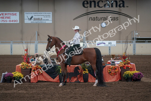 2019 Morgan Horse Show - Sept 01, 2019 - 07270