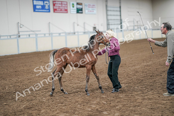 2020 - AB Morgan Horse - Sat, Sept 05 - 00516