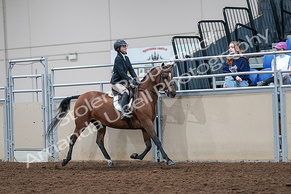 2020 - AB Morgan Horse - Fri, Sept 04 - 02176