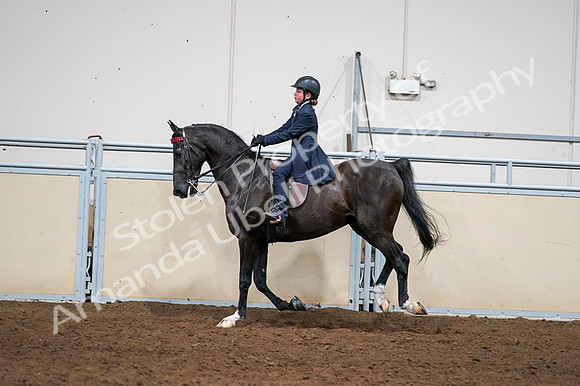 2020 - AB Morgan Horse - Fri, Sept 04 - 03067