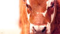 Domestic Animals - 016