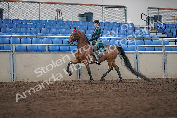 2019 Morgan Horse Show - Sept 01, 2019 - 13213