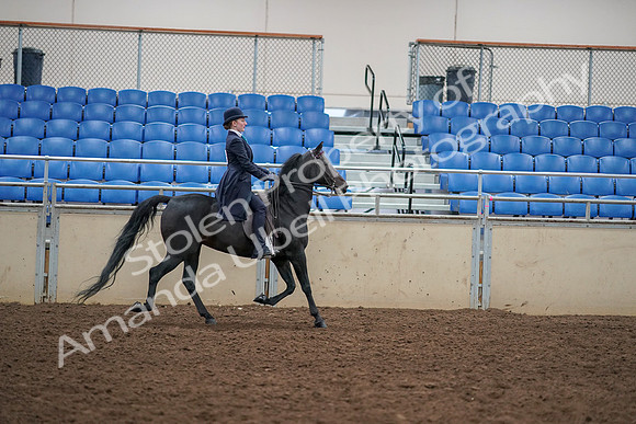 2019 Morgan Horse Show - Aug 30, 2019 - 12394