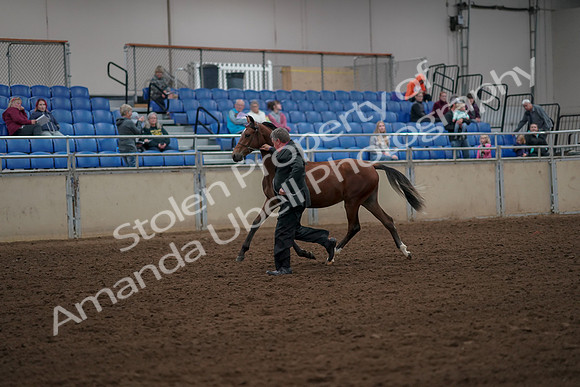 2019 Morgan Horse Show - Aug 30, 2019 - 25545