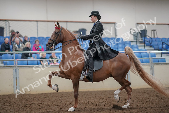 2019 Morgan Horse Show - Aug 30, 2019 - 24988