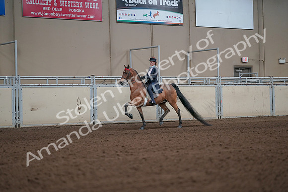 2019 Morgan Horse Show - Aug 31, 2019 - 19930