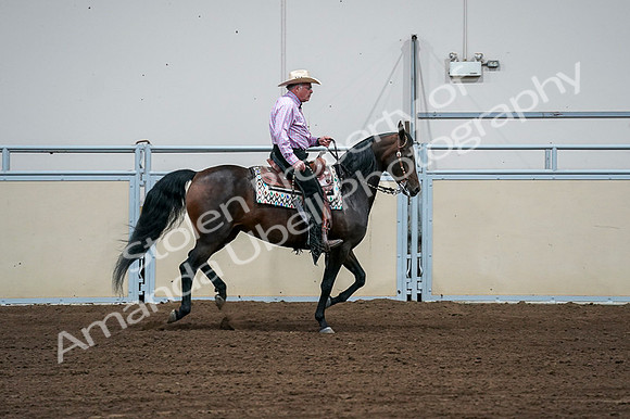 2020 - AB Morgan Horse - Fri, Sept 04 - 00562