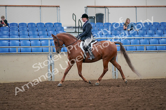 2019 Morgan Horse Show - Aug 30, 2019 - 16191