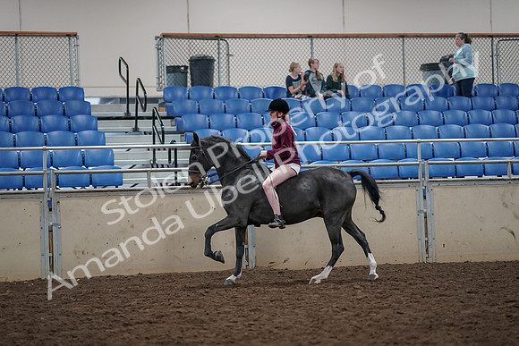 2019 Morgan Horse Show - Aug 30, 2019 - 31302