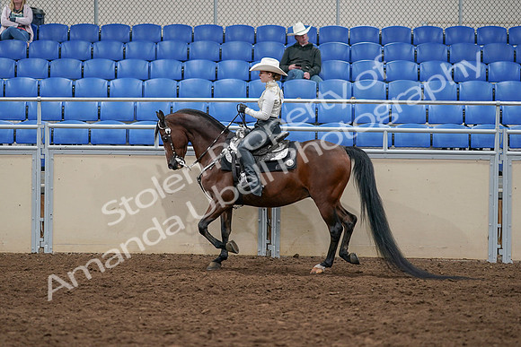 2020 - AB Morgan Horse - Sun, Sept 06 - 07574