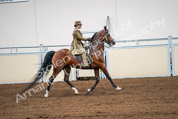 2020 - AB Morgan Horse - Sat, Sept 05 - 08199