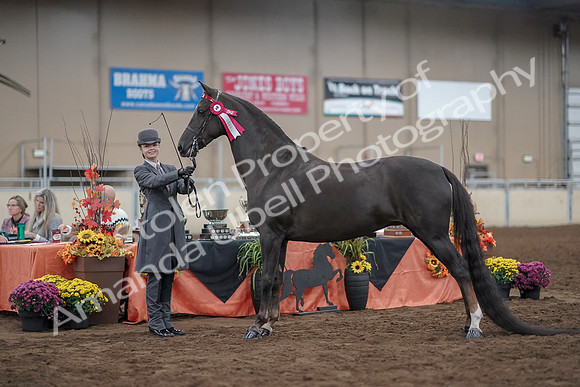 2019 Morgan Horse Show - Aug 31, 2019 - 02088