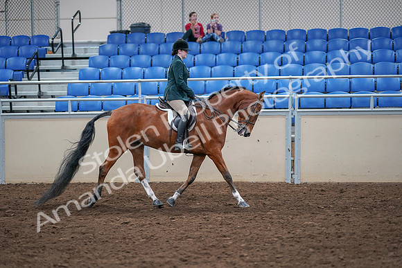 2020 - AB Morgan Horse - Sat, Sept 05 - 05117