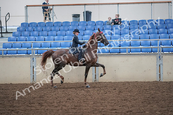 2019 Morgan Horse Show - Aug 30, 2019 - 18143