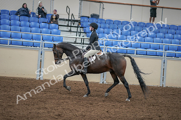 2020 - AB Morgan Horse - Fri, Sept 04 - 05849